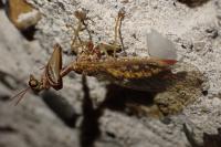 Mantispa styriaca