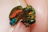 Stilbum cyanurum