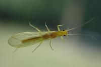 Siphonoperla torrentium