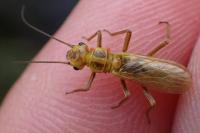 Isoperla viridinervis