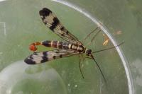 Panorpa communis