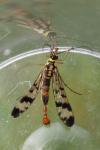 Panorpa communis