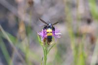 Scolia hirta