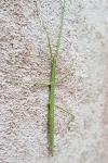 Clonopsis gallica