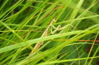 Mantis religiosa