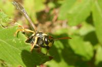 Polistes dominula