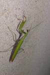 Mantis religiosa