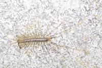 Scutigera coleoptrata