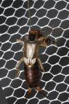 Forficula auricularia