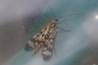 Panorpa vulgaris