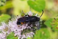 Scolia hirta