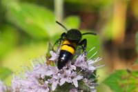 Scolia hirta