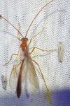 Enicospilus inflexus