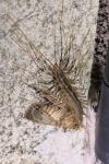 Scutigera coleoptrata