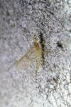 Ephemera glaucops