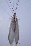 Italochrysa italica
