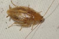 Ectobius pallidus