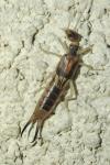 Labidura riparia