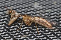 Mantispa styriaca