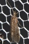 Trichoptera