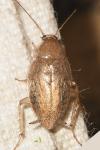 Planuncus