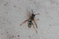 Polistes