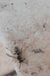 Polistes