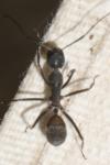 Camponotus cruentatus