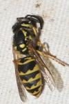 Vespula germanica
