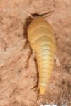 Lepismatidae