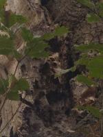 Vespa crabro