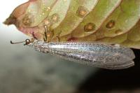 Myrmeleon inconspicuus