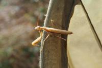 Mantis religiosa