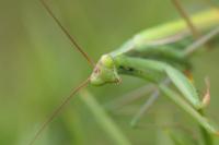Mantis religiosa