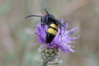 Scolia hirta