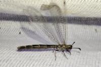 Myrmeleon inconspicuus