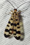 Panorpa meridionalis