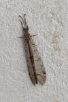 Distoleon tetragrammicus