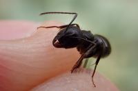Camponotus aethiops