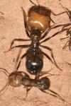 Messor barbarus