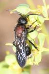 Dasylabris maura