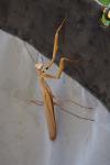 Mantis religiosa