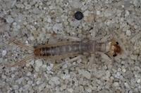Labidura riparia