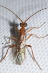 Braconidae