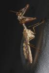 Mantispa styriaca