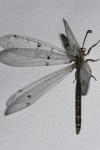 Distoleon tetragrammicus