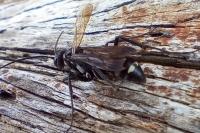 Cryptocheilus hispanicus