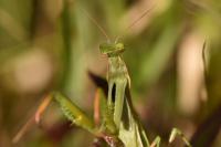 Mantis religiosa