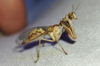 Mantispa styriaca