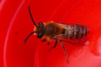 Colletes hederae
